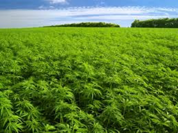 Plantatie de cannabis, la doi pasi de Ploiesti. "Agricultorii" au ajuns dupa gratii - VIDEO