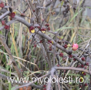 Plantele decorative plantate de SGU in Ploiesti "cred" ca e primavara! - FOTO